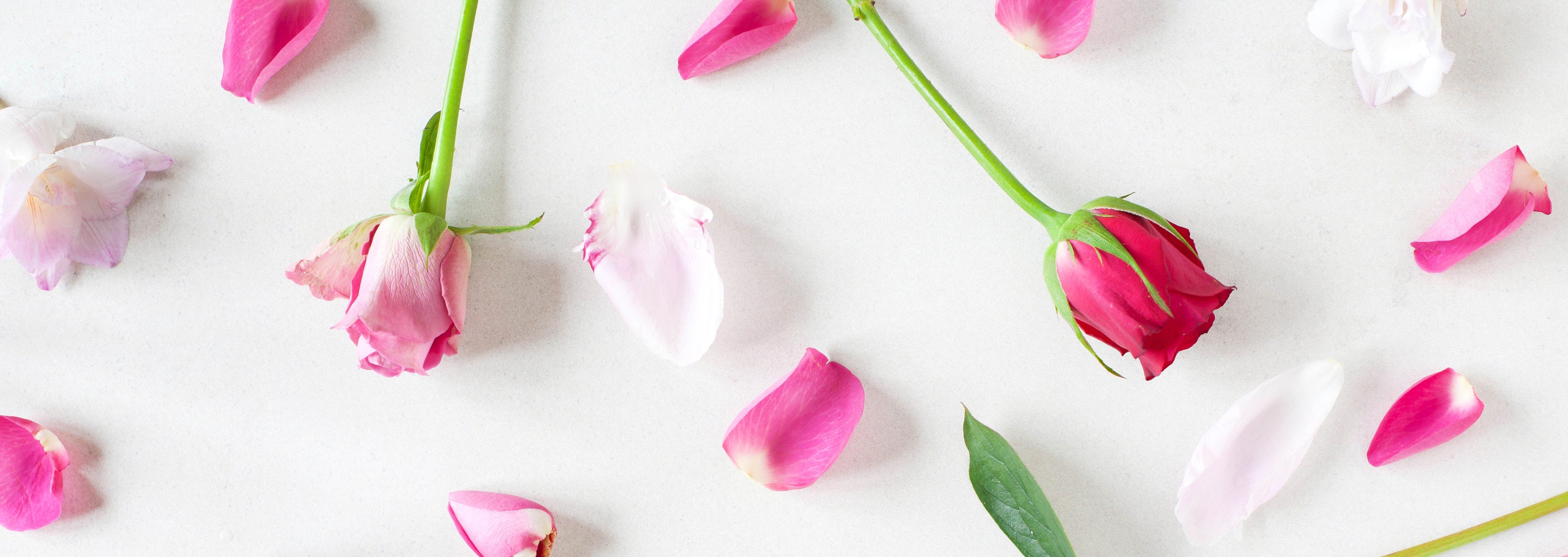 white background featuring pink roses, peonies and petals